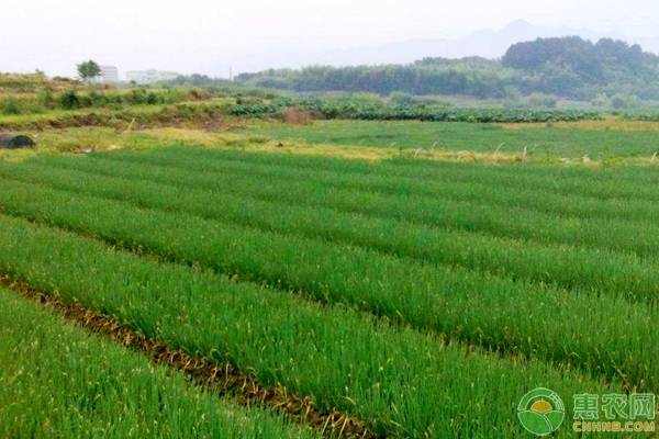 大葱露地高产栽培田间管理技术