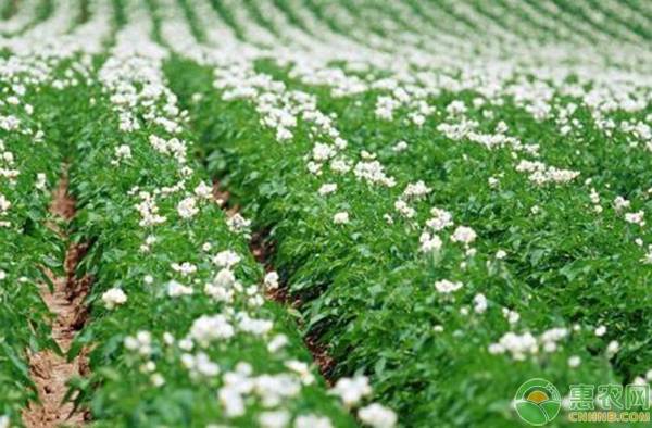 土豆种植管理要点